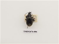 藏品(步行蟲(2))的圖片